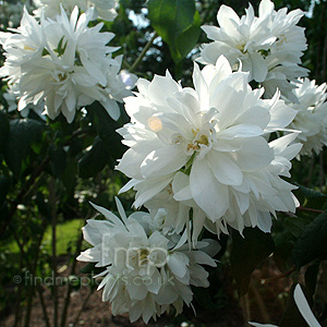 Philadelphus - 'Rusalka' (Mock Orange, Philadelphus)