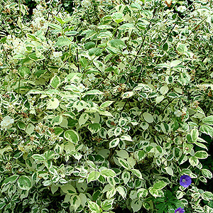 Philadelphus coronarius - 'Variegatus' (Variegated Mock Orange)