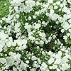 Philadelphus - Manteau d Hermine - Mock Orange, Philadelphus