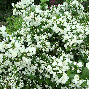 Philadelphus - 'Manteau d' Hermine' (Mock Orange, Philadelphus)