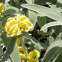 Phlomis fruticosa (Jerusalem Sage, Phlomis)
