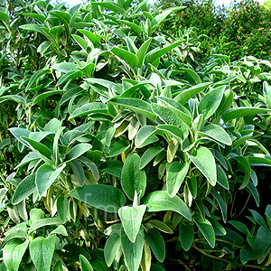 Phlomis chrysophylla (Jerusalem Sage)