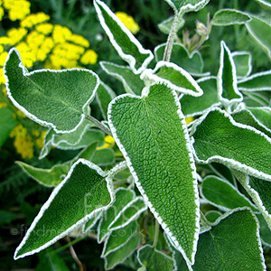 Phlomis leucophracta (Jerusalem Sage)