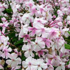 Phlox paniculata - Discovery