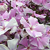 Phlox paniculata - Franz Schubert - Phlox