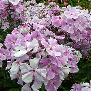 Phlox paniculata - 'Franz Schubert' (Phlox)