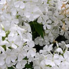 Phlox grandiflora - Phlox