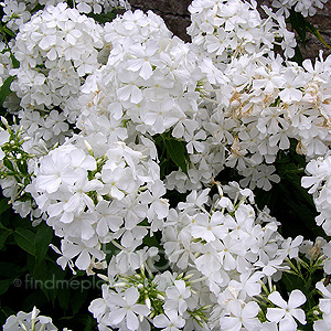 Phlox grandiflora (Phlox)