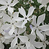 Phlox divaricata - May Breeze