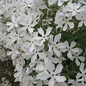 Phlox divaricata - 'May Breeze'