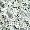 Phlox bifida - Minima Colvin