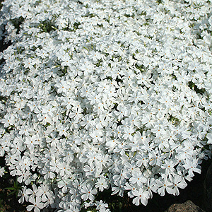 Phlox bifida - 'Minima Colvin'