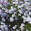 Phlox subulata - Oakington Blue Eyes