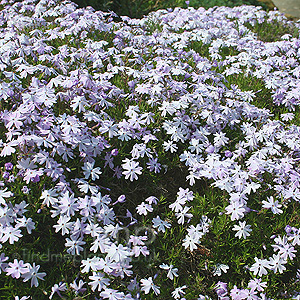 Phlox subulata - 'Oakington Blue Eyes'