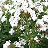 Phlox paniculata - Phlox