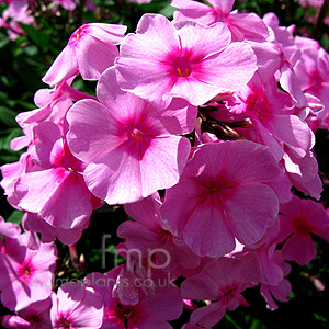 Phlox paniculata - 'Eva Cullum' (Phlox)