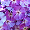 Phlox paniculata - Sky Light - Phlox