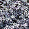 Phlox  bifida - Petticoat