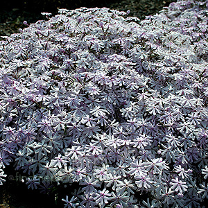 Phlox  bifida - 'Petticoat'