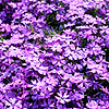 Phlox subulata - Purple Beauty