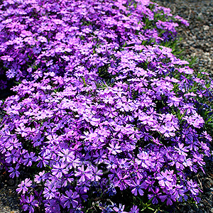 Phlox subulata - 'Purple Beauty'
