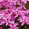 Phlox subulata - Nettleton Variation - Phlox