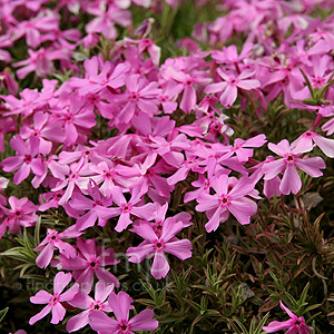 Phlox subulata - 'Nettleton Variation' (Phlox)