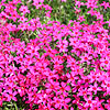 Phlox subulata - Tamaongelei