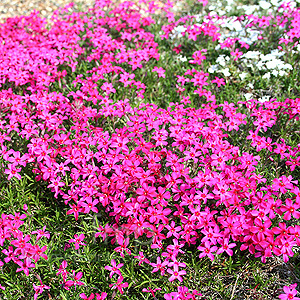 Phlox subulata - 'Tamaongelei'