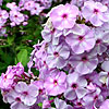 Phlox paniculata - Victorian Lilac - Perennial Phlox