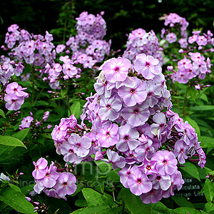 Phlox paniculata - 'Victorian Lilac' (Perennial Phlox)