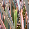 Phormium - Rainbow Queen - New Zealand Flax