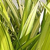 Phormium - Yellow Wave - New Zealand Flax