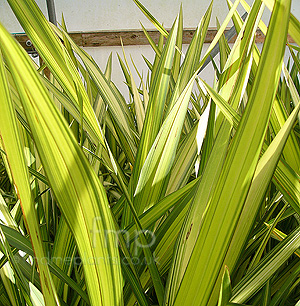 Phormium - 'Yellow Wave' (New Zealand Flax)