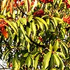 Photinia davidiana