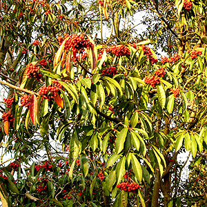 Photinia davidiana