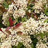 Photinia x fraseri - Red Robin