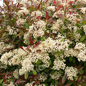 Photinia x fraseri - 'Red Robin'