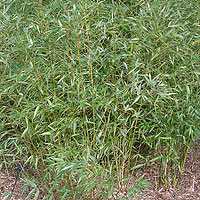 Phyllostachys viridi-glaucescens (Ornamental Bamboo)