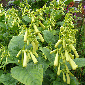 Phygelius rectus - 'Moonraker' (Cape Figwort)