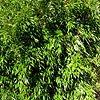 Phyllostachys aureosulcata - spectabilis