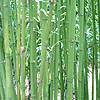 Phyllostachys bambusoides