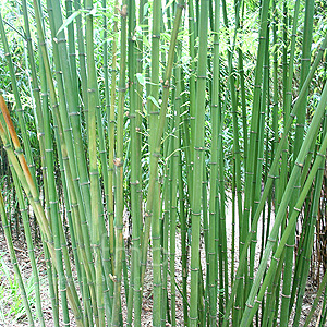 Phyllostachys bambusoides