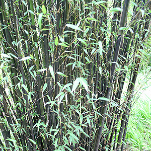 http://www.findmeplants.co.uk/photos/phyllostachys_nigra.jpg