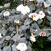 Physocarpus opulifolius - Diabolo - Purple Nine Bark