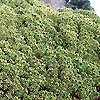 Picea mariana - click for full details