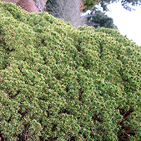 Picea mariana (Black Spruce)