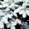 Picea pungens - Koster - Colerado Blue Spruce, Picea