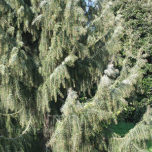 Picea breweriana (Brewer Spruce, Picea)