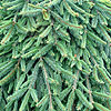 Picea abies - Reflexa - Weeping Norway Spruce, Picea